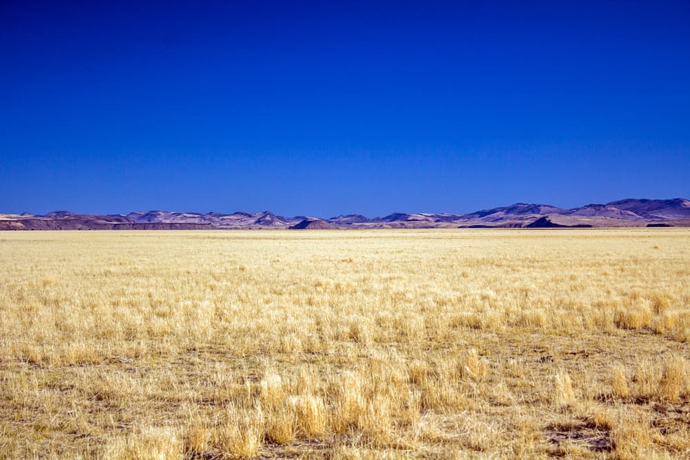 Golden grassland with a line of low hills beyond Malheur Lake