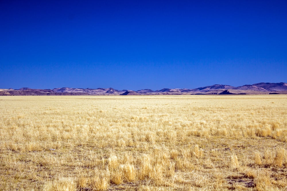 Golden grassland with a line of low hills beyond Malheur Lake