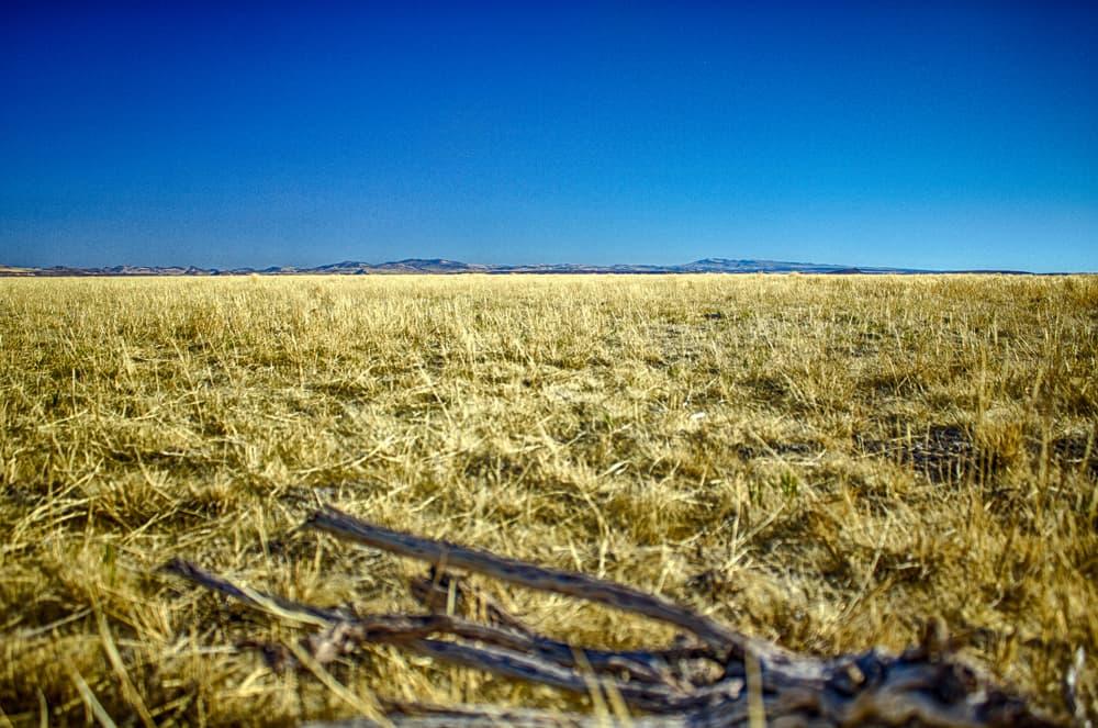 Weathered wood lies among short dry grasses