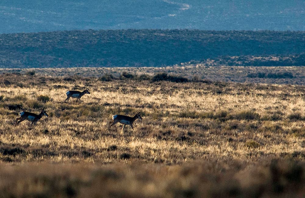 Some pronghorn in the distance photographed from the property.