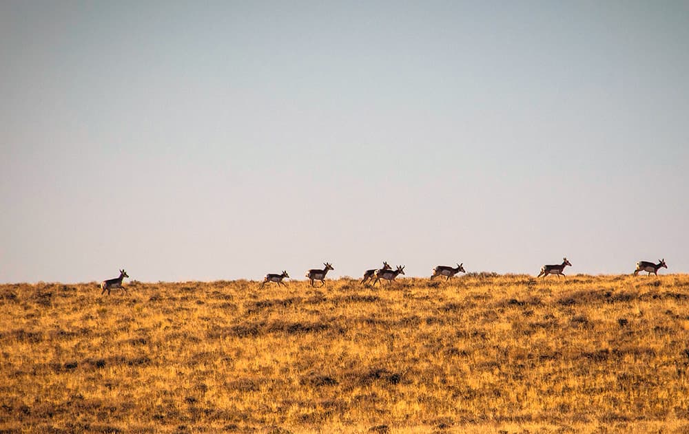 Pronghorn crossing golden grassland near Sagehen Lake