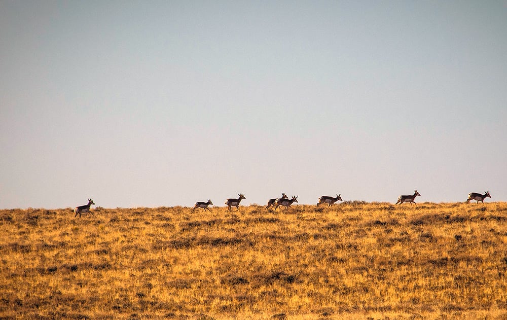 Pronghorn crossing golden grassland near Sagehen Lake