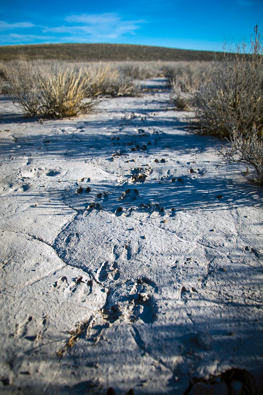 Deer and pronghorn tracks across the lake bed
